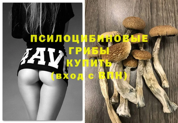 шишки Новозыбков